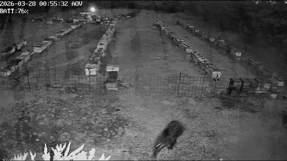 Yavrular Izledi Anne Denedi Ayi Ailesinin Kovan Mucadelesi Kamerada (3)