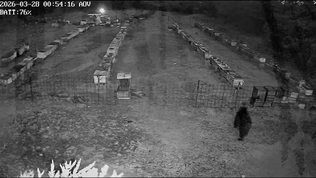 Yavrular Izledi Anne Denedi Ayi Ailesinin Kovan Mucadelesi Kamerada (4)