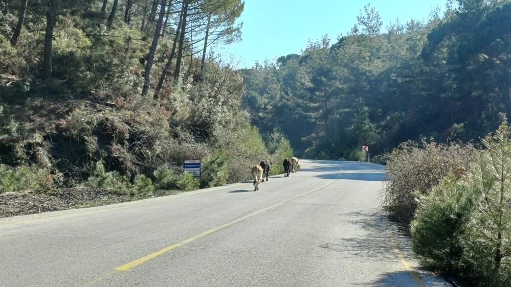 Yem Fiyatlari Artinca Eski Yontem Geri Dondu Salma Besicilik Yukseliste (3)