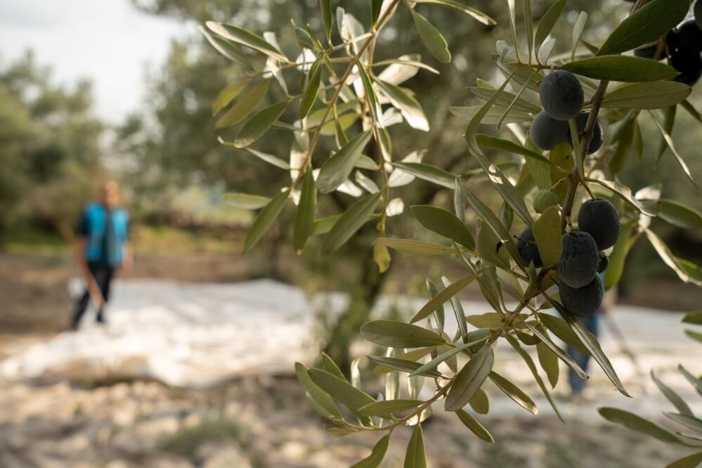 Zeytin Çalıştay (2)