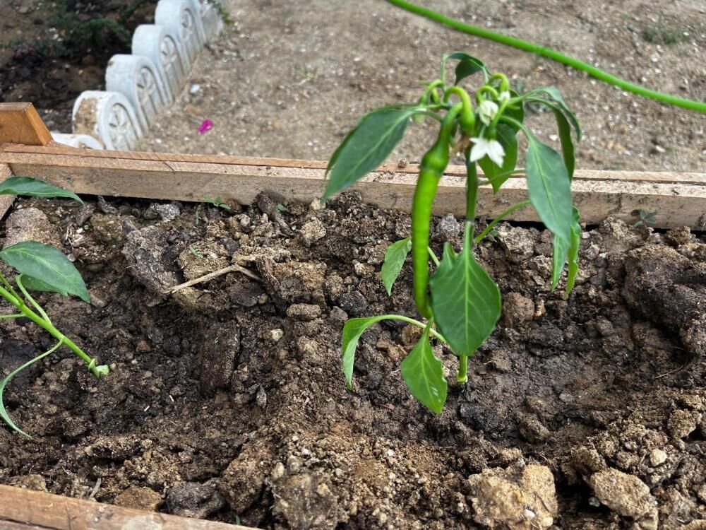 Bahceden Balkona Uretim Seferberligi Toprak Canlandi Fideciler Doldu Tasti (5)