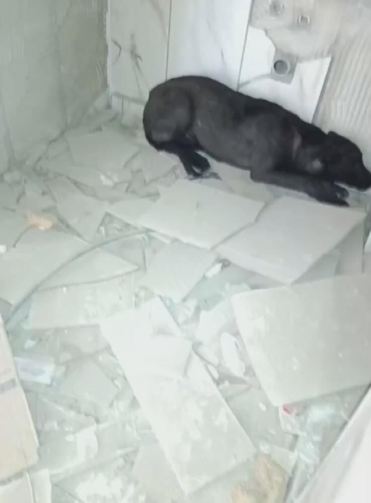 Canini Hice Saydi Agir Hasarli Binaya Girdi Bir Can Kurtardi (3)
