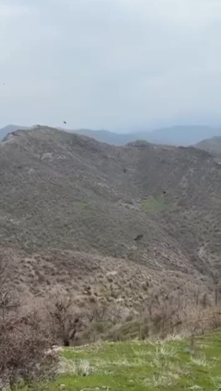 Coban O Anlari Saniye Saniye Kaydetti Kartalin Domuz Yavrusunu Avladigi Anlar (2)