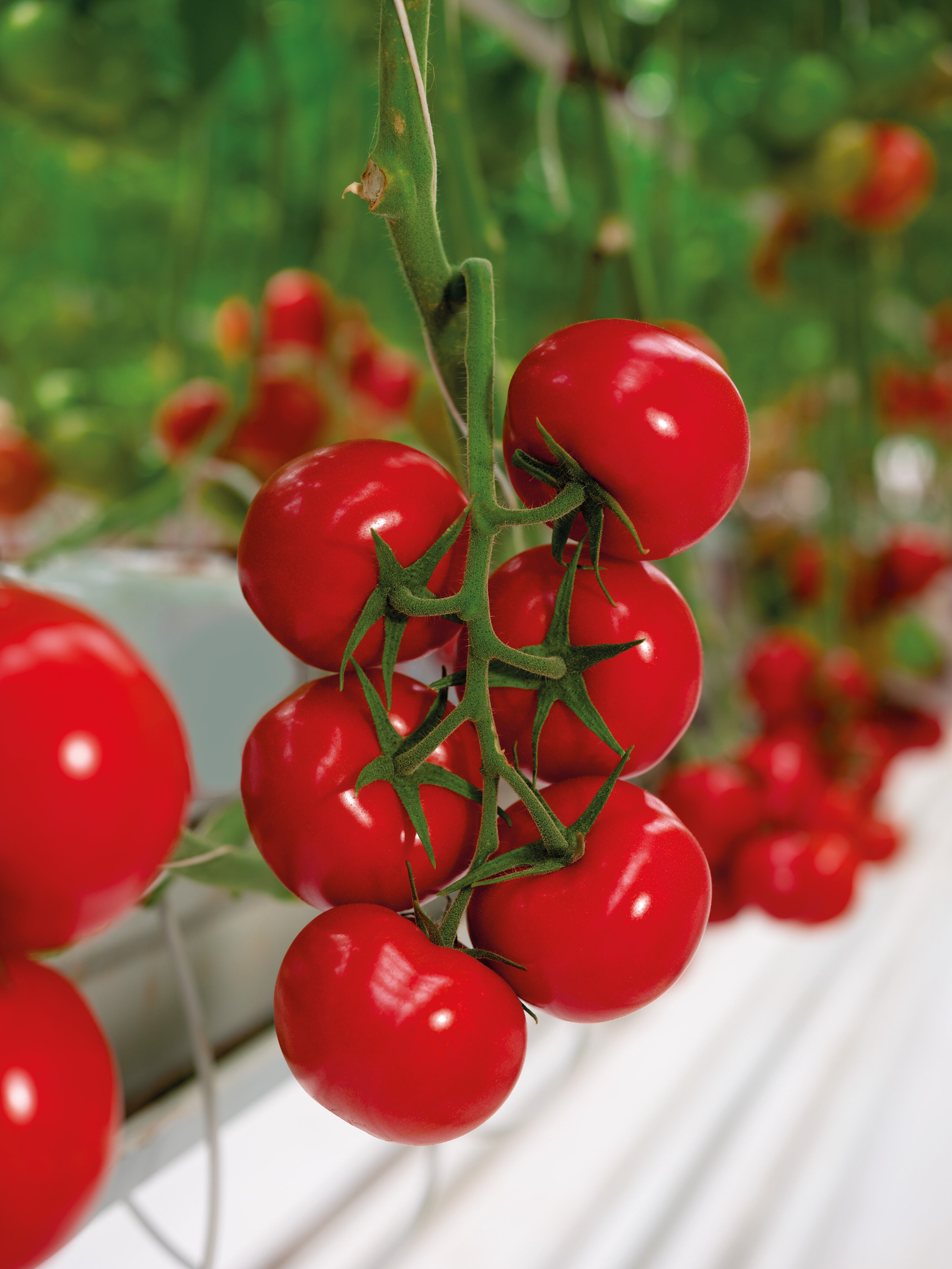 De Ruiter Tomato Fenomance 2