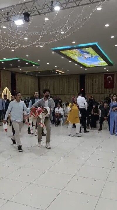 Dugunde Gorulmemis Taki Kurdeleli Buzagi Damada Hediye Edildi (3)