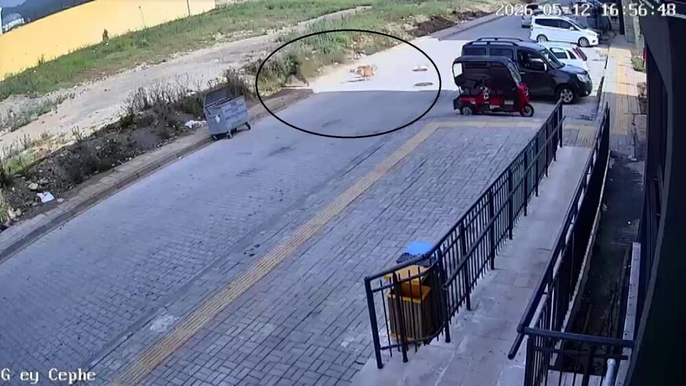 Kameralara Yansiyan Dehset 7 Yasindaki Cocuk Sokak Kopeklerinin Hedefi Oldu (2)