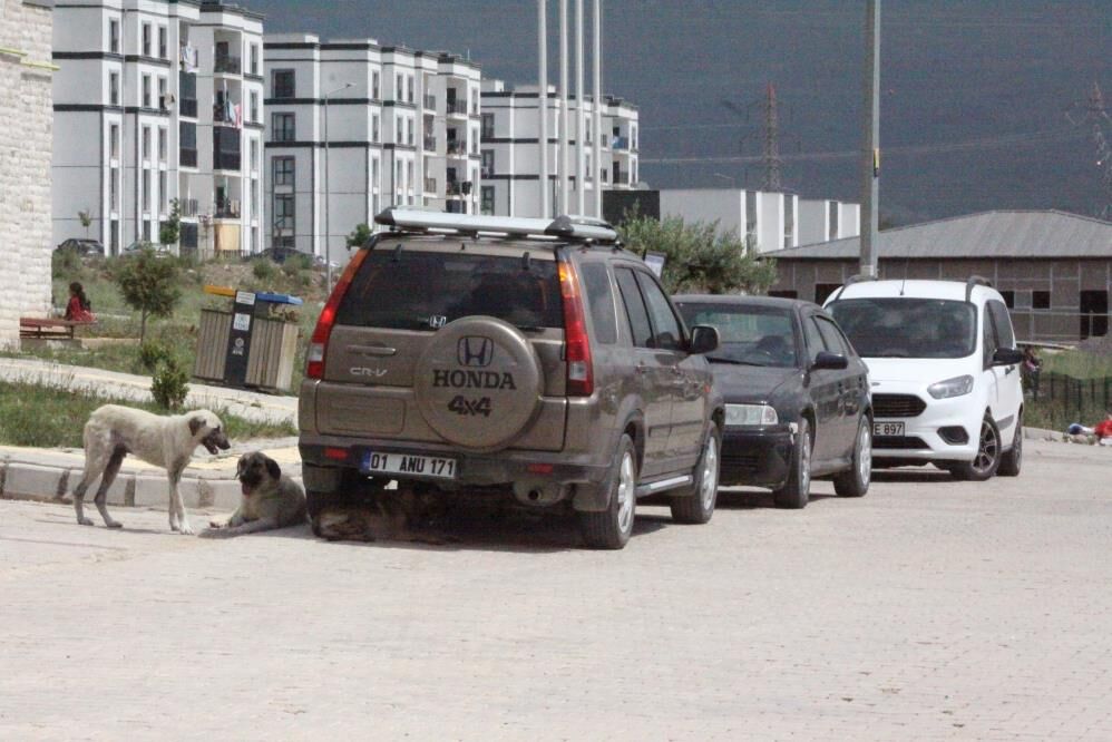 Kameralara Yansiyan Dehset 7 Yasindaki Cocuk Sokak Kopeklerinin Hedefi Oldu (3)