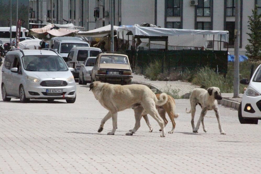 Kameralara Yansiyan Dehset 7 Yasindaki Cocuk Sokak Kopeklerinin Hedefi Oldu (5)