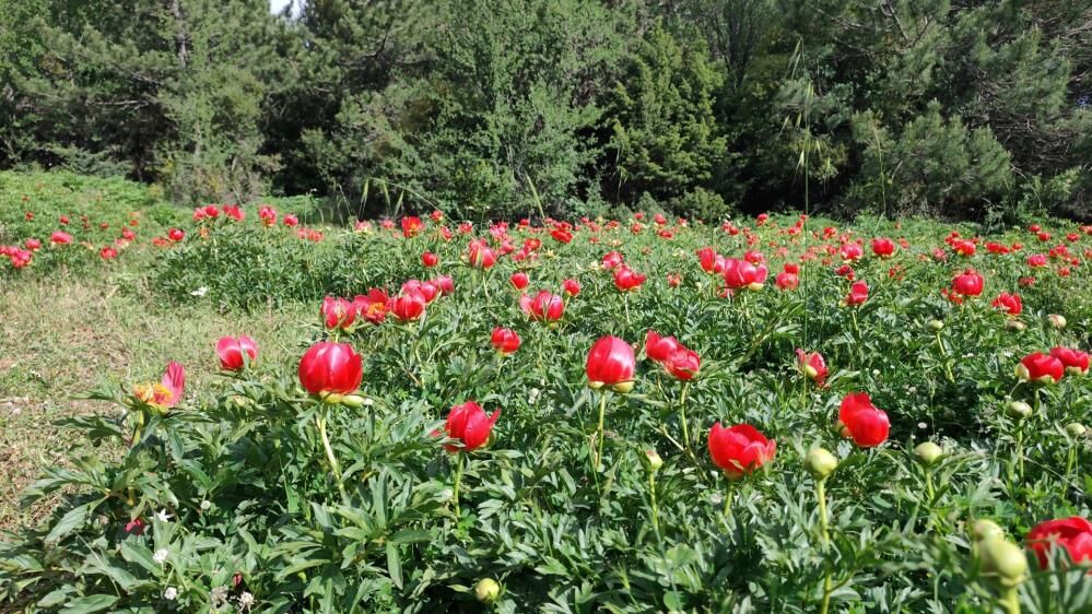 Manisada Doga Harikasi Ayi Gulu Icin Rekor Ceza (3)