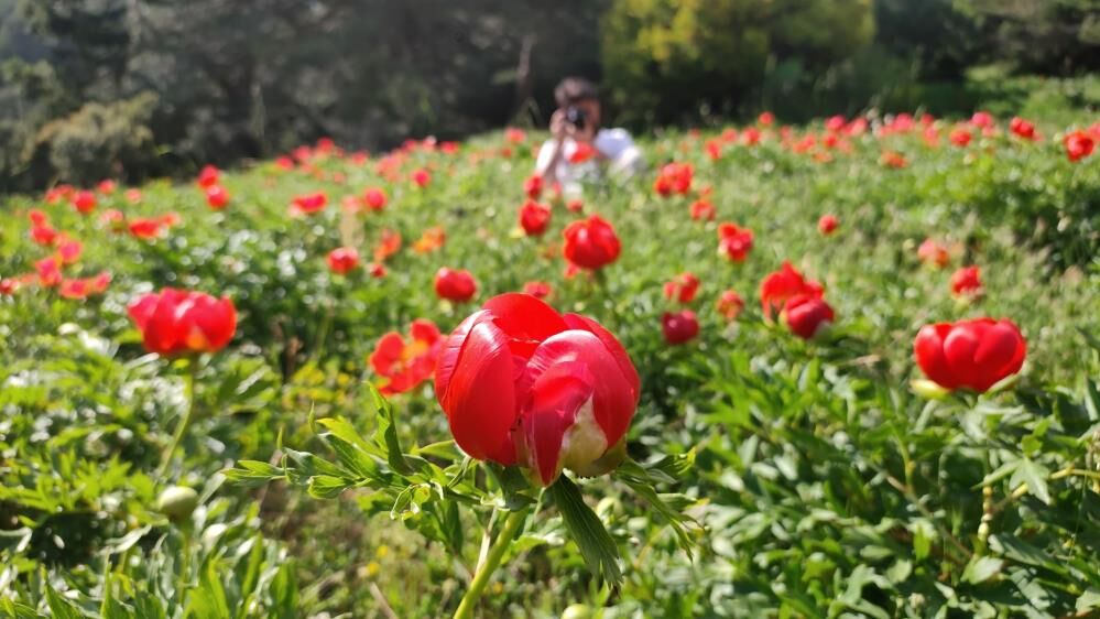 Manisada Doga Harikasi Ayi Gulu Icin Rekor Ceza (4)