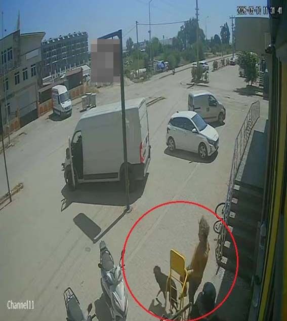 Sokak Hayvanlarina Kan Donduran Eziyet Goruntuler Tepki Yagdirdi (2)