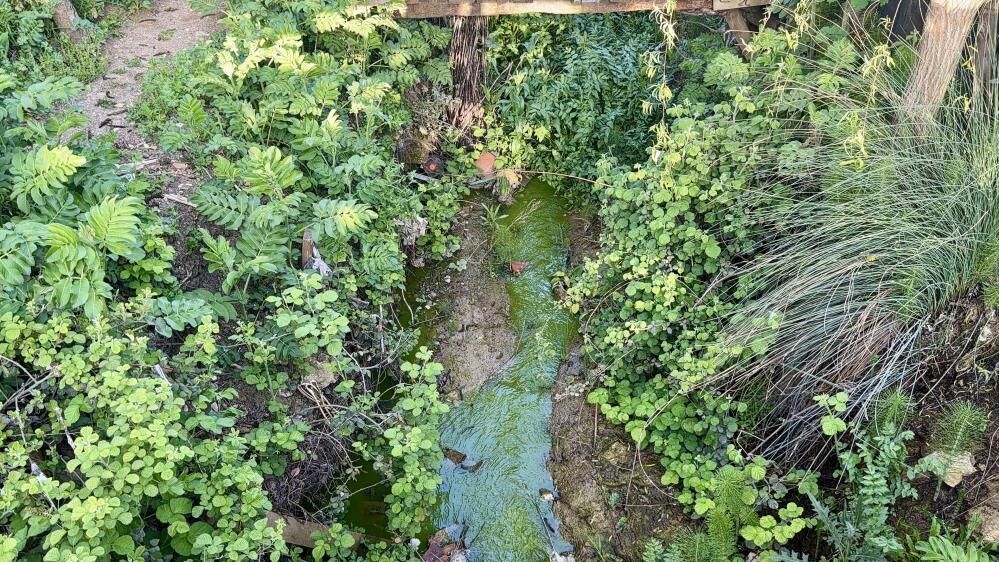 Tedirgin Eden Manzara Dere Bir Anda Yesile Dondu Agir Koku Mahalleyi Sardi (4)
