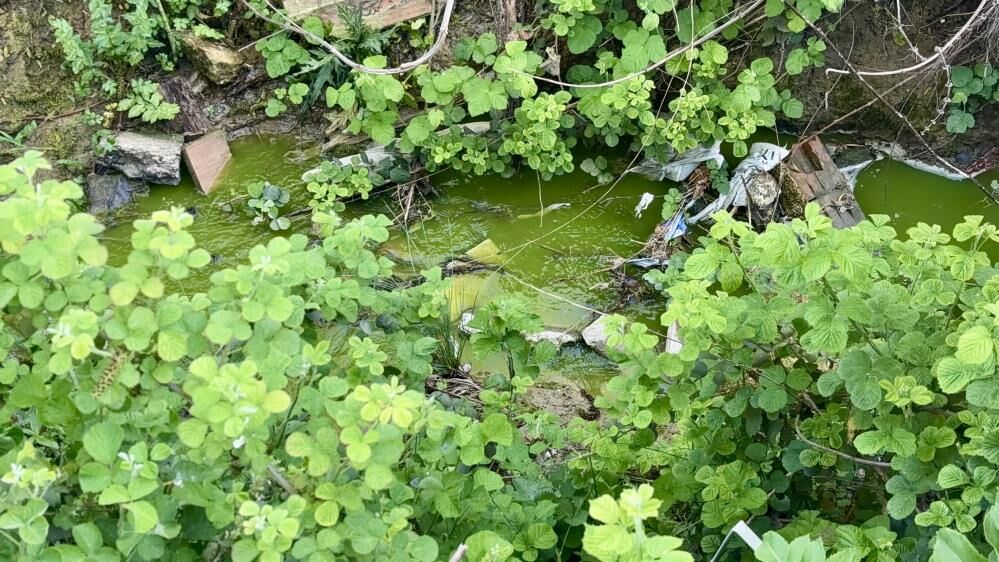 Tedirgin Eden Manzara Dere Bir Anda Yesile Dondu Agir Koku Mahalleyi Sardi (5)
