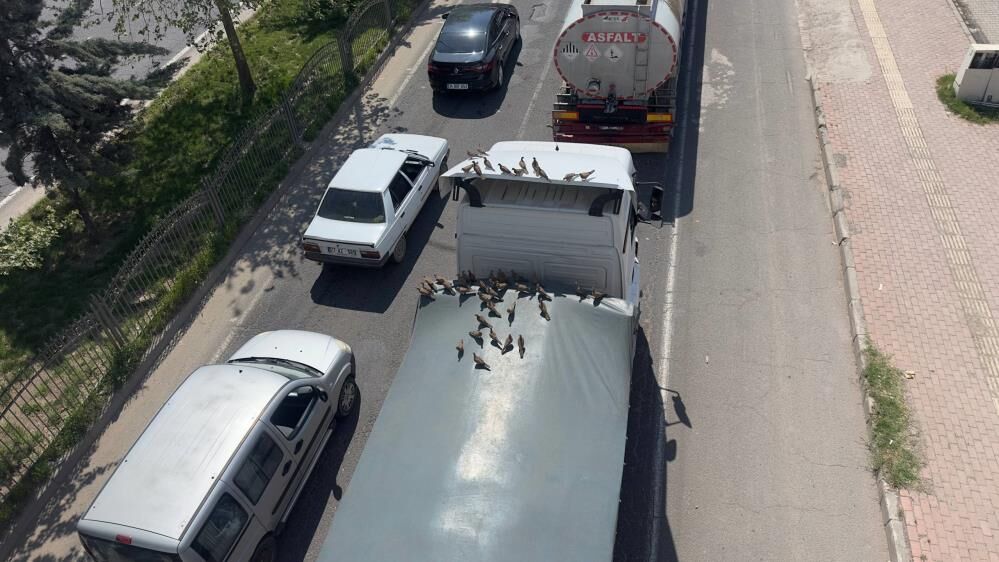 Trafik Lambasi Onlar Icin Yemek Zili (2)