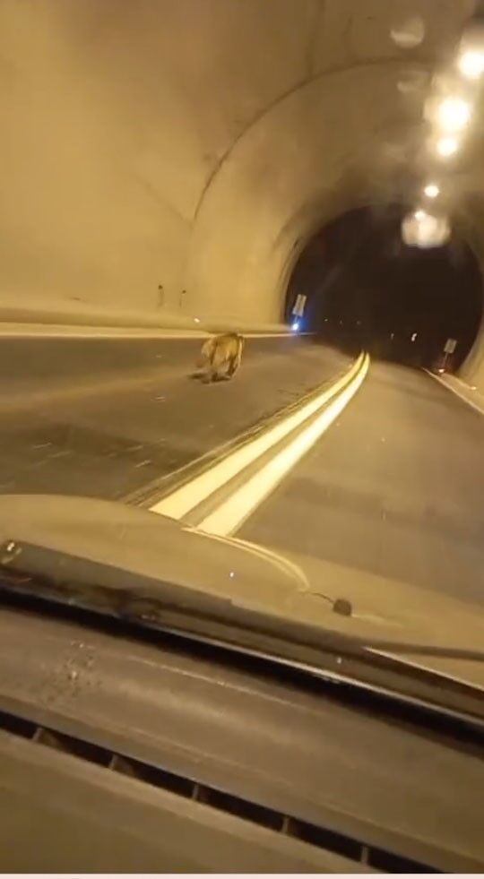 Tunelde Korku Dolu Anlar Ayi Aracin Onunde Uzun Sure Kostu (2)