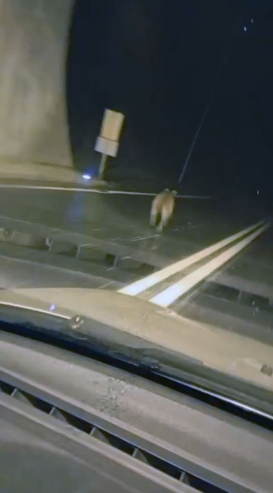Tunelde Korku Dolu Anlar Ayi Aracin Onunde Uzun Sure Kostu (3)