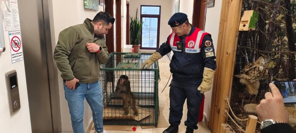 Vatandas Gorduklerine Inanamadi Koy Yolunda Yasakli Maymun Ortaya Cikti (3)
