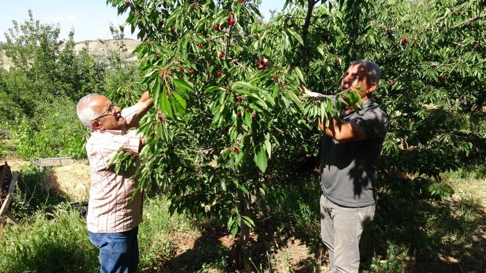Altin Degerinde Kiraz 3 Bin Tl Yevmiyeye Ragmen Isci Bulunamiyor (2)
