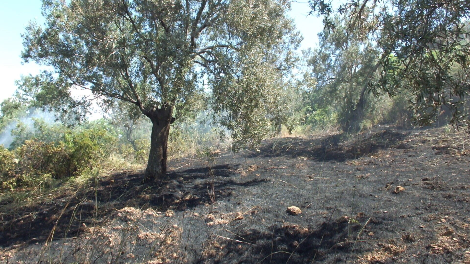Bir Aractan Cikti Yuzlerce Zeytin Agacini Kul Etti (5)