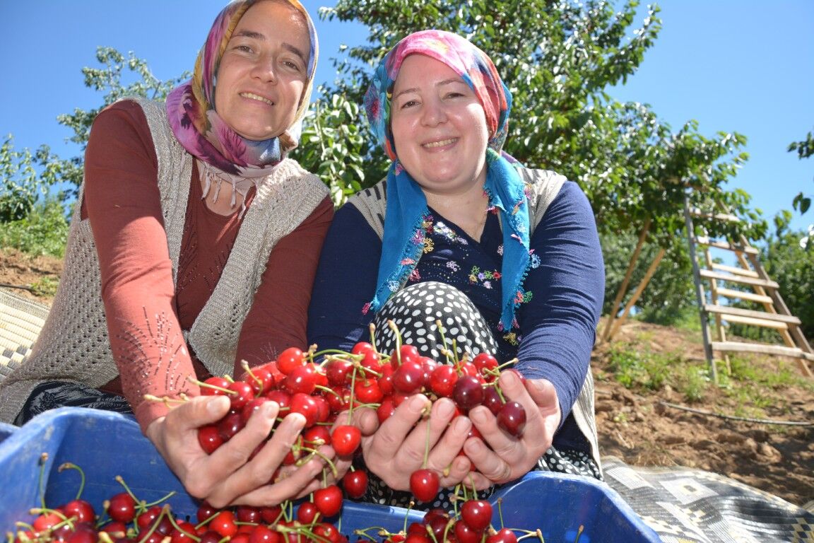 Demircide Kiraz Dalda Altin Oldu Dunyaca Unlu Demirci Kirazinda Ureticinin Yuzu Guluyo (2) (Orta)