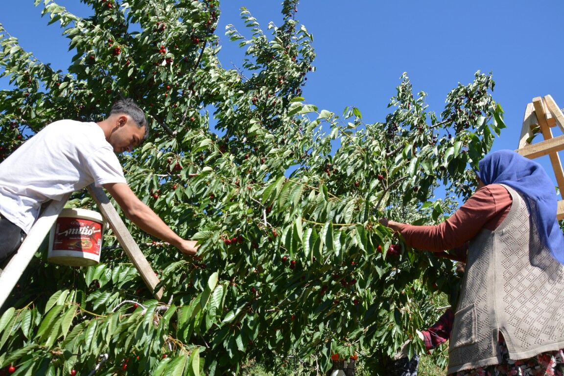 Demircide Kiraz Dalda Altin Oldu Dunyaca Unlu Demirci Kirazinda Ureticinin Yuzu Guluyo (4) (Orta)