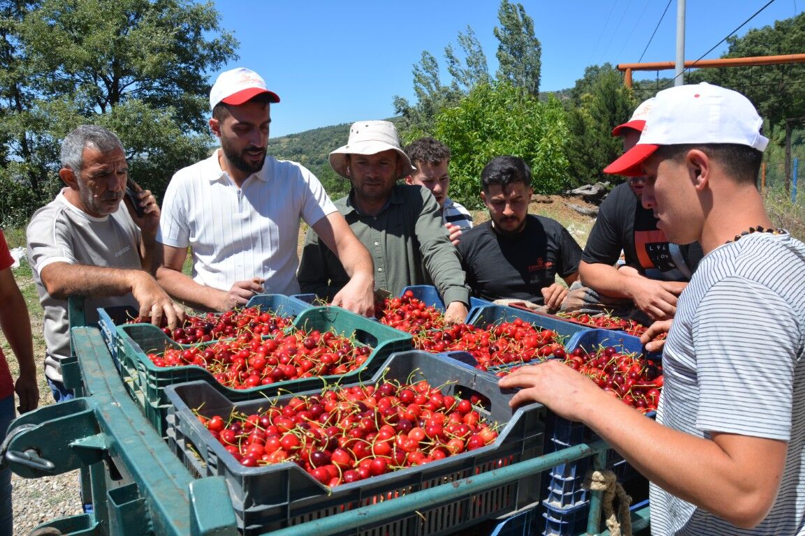 Demircide Kiraz Dalda Altin Oldu Dunyaca Unlu Demirci Kirazinda Ureticinin Yuzu Guluyo (7) (Orta)