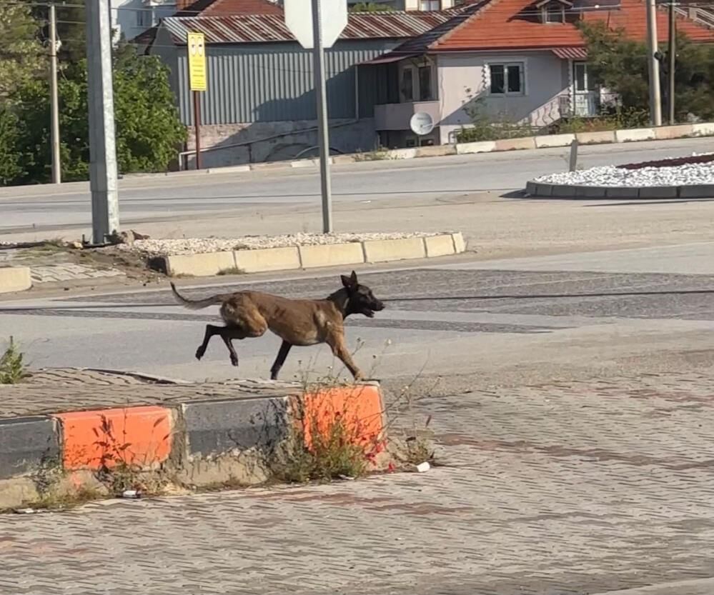 Dinlenme Tesisinde Kizinin Gozu Onunde Vahseti Yasadi Basibos Kopek Kadinin Kolunu Kop (8)