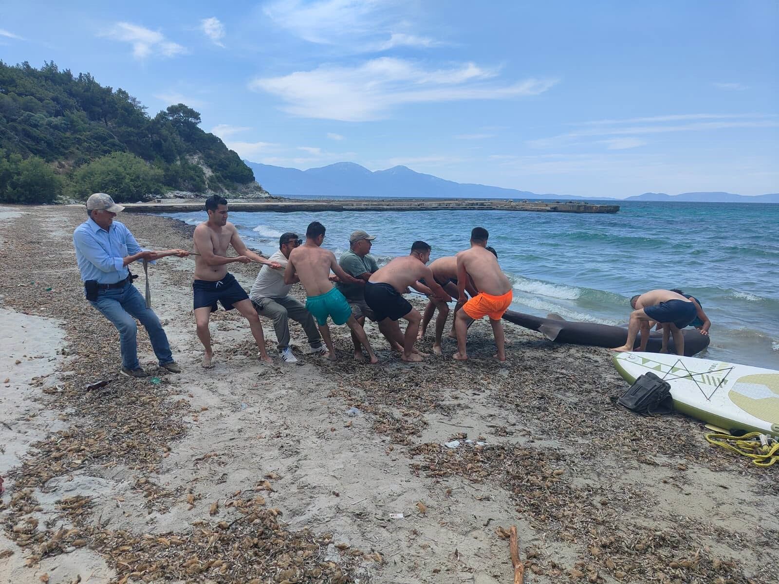 Ege Kıyılarında Dev Köpekbalığı Paniği! 3,85 Metrelik Boz Camgöz Kıyıya Vurdu (5)