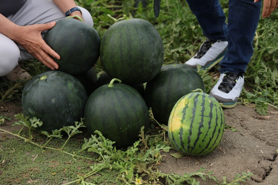Goren Donup Bir Daha Bakiyor Tropikal Karpuz Hasada Hazirlaniyor (3) (Orta)