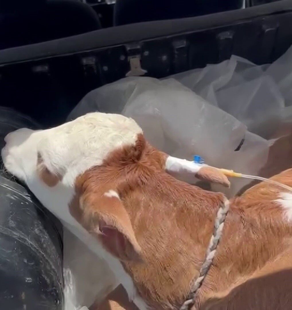 Gorenleri Duygulandiran Manzara Buzagiyi Bagajda Veterinere Goturdu (4)