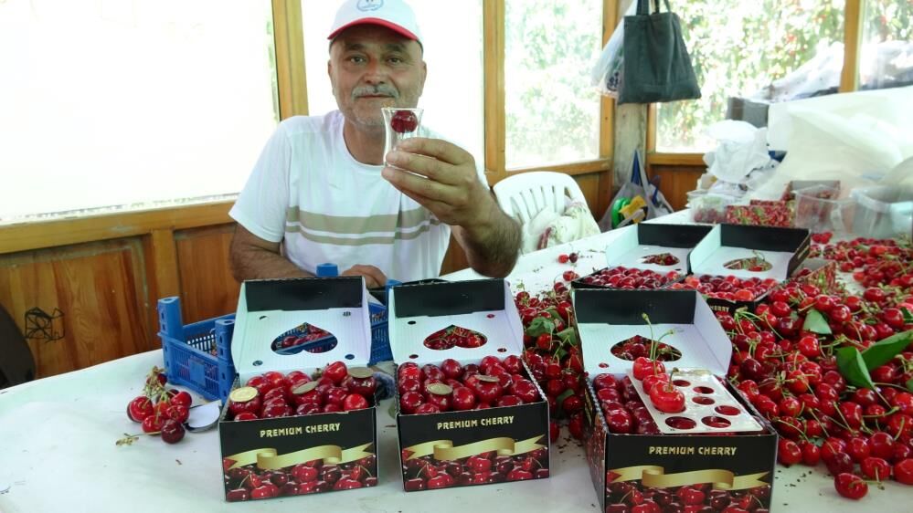 Kirazda Dev Sezon! Bardağa Girmiyor, Fiyatı Dudak Uçuklatıyor.. (1)