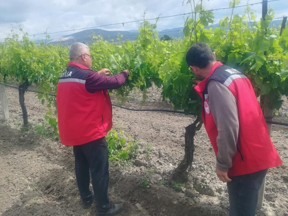 Manisa Bağ Ve Kiraz (2)