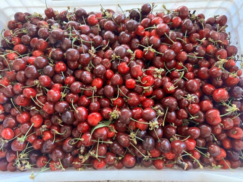 Manisa Bağ Ve Kiraz (3)