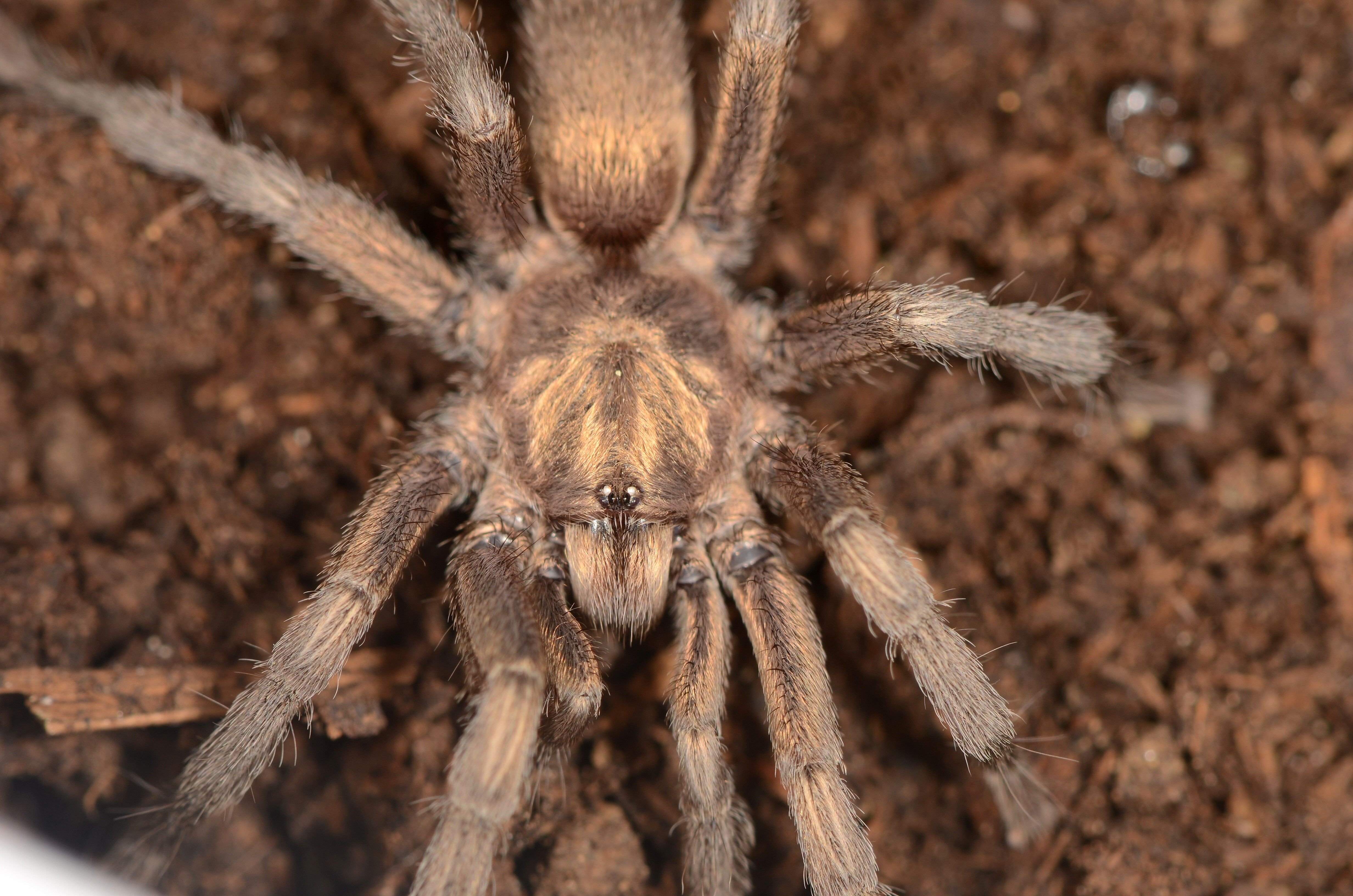 Muze Raflarinda Sakli Kalmis Turkiyeye Yeni Tarantula Cinsi (2)