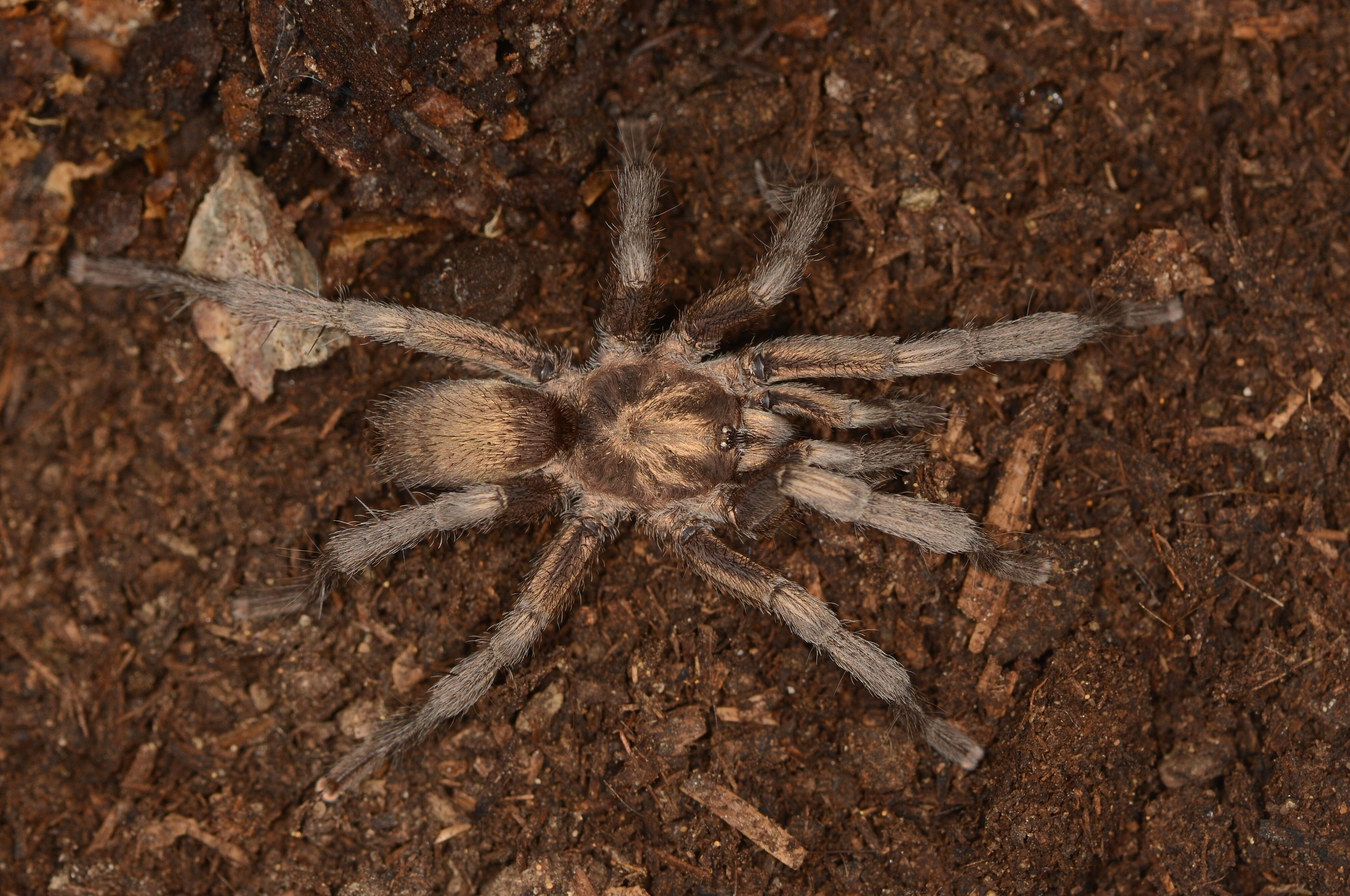 Muze Raflarinda Sakli Kalmis Turkiyeye Yeni Tarantula Cinsi (4)