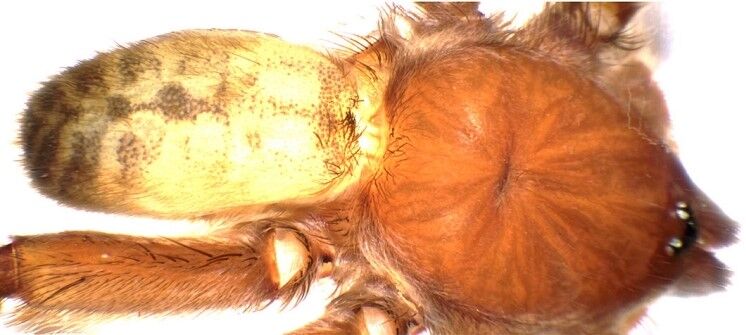 Muze Raflarinda Sakli Kalmis Turkiyeye Yeni Tarantula Cinsi (5)