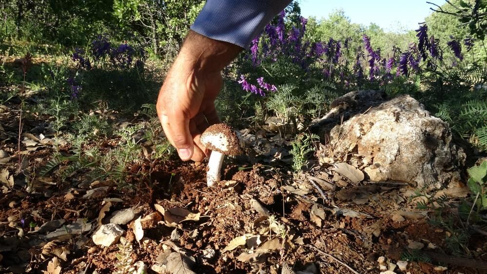 Saatlerce Ariyorlar Servet Kazaniyorlar Kilosunun Fiyati Dudak Ucuklatti (2)