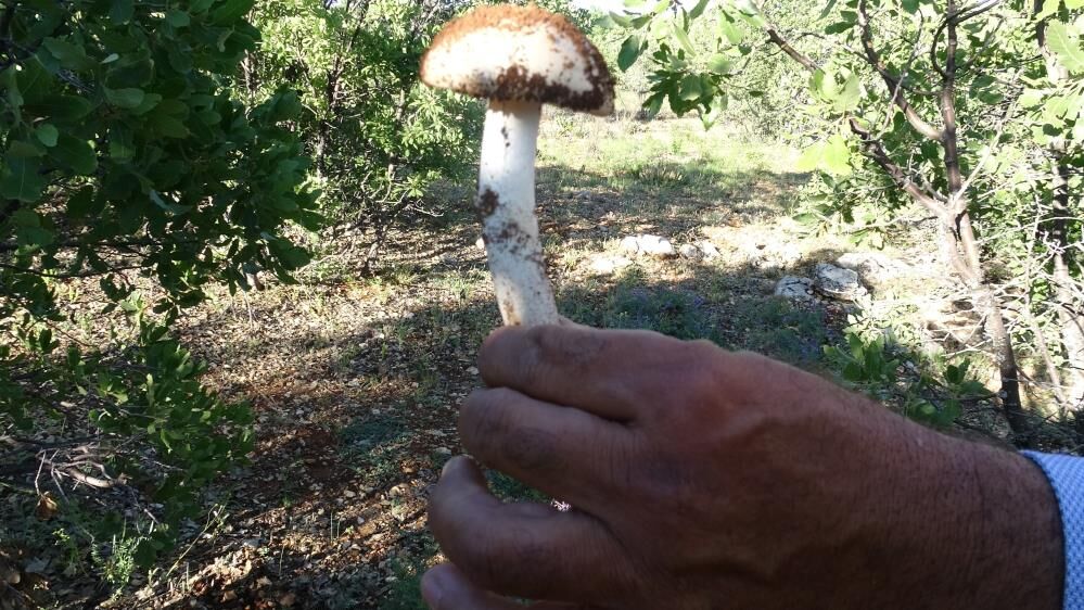 Saatlerce Ariyorlar Servet Kazaniyorlar Kilosunun Fiyati Dudak Ucuklatti (3)