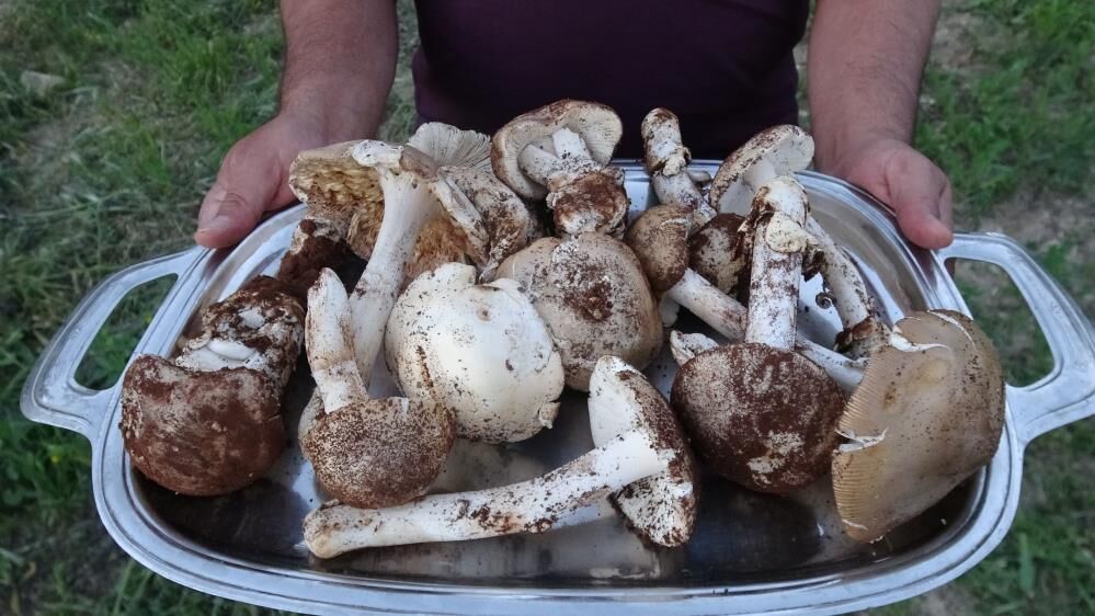 Saatlerce Ariyorlar Servet Kazaniyorlar Kilosunun Fiyati Dudak Ucuklatti (5)