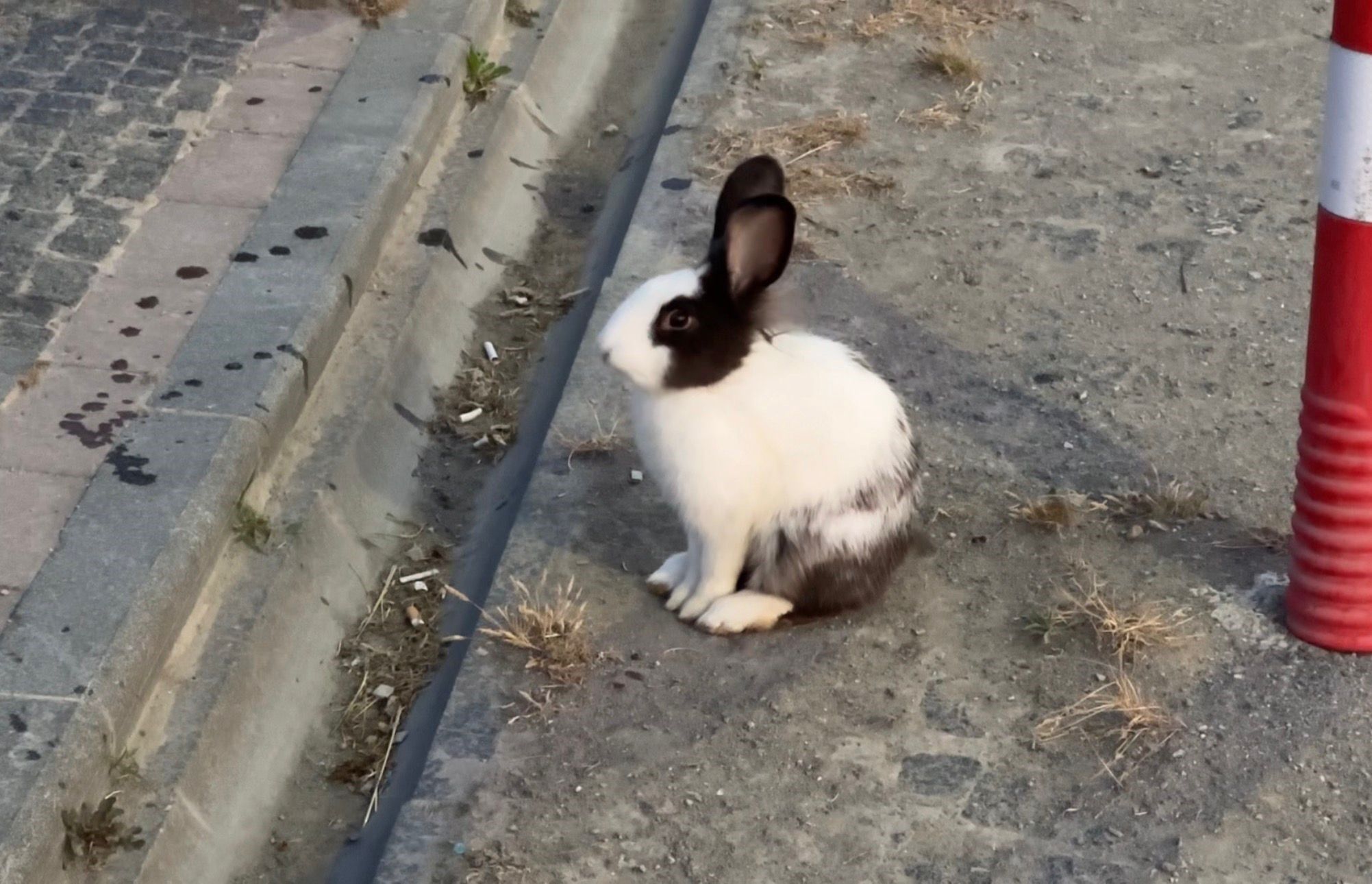 Sabah Yuruyusune Cikanlar Sahilde Tavsanlarla Karsilasti (2)