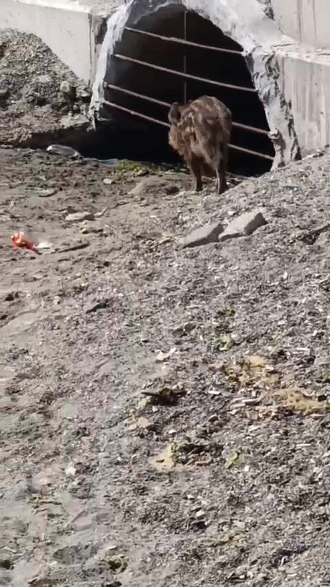 Sahilde Sasirtan Goruntu Ac Kalan Yaban Domuzu Kiyida Dolasti (2)