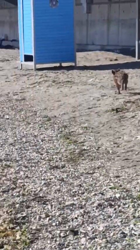 Sahilde Sasirtan Goruntu Ac Kalan Yaban Domuzu Kiyida Dolasti (3)