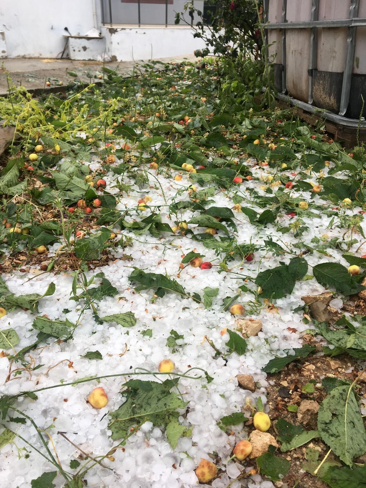 Siddetli Dolu Tarimi Vurdu Ureticinin Aylarca Emegi Gitti (1)-1