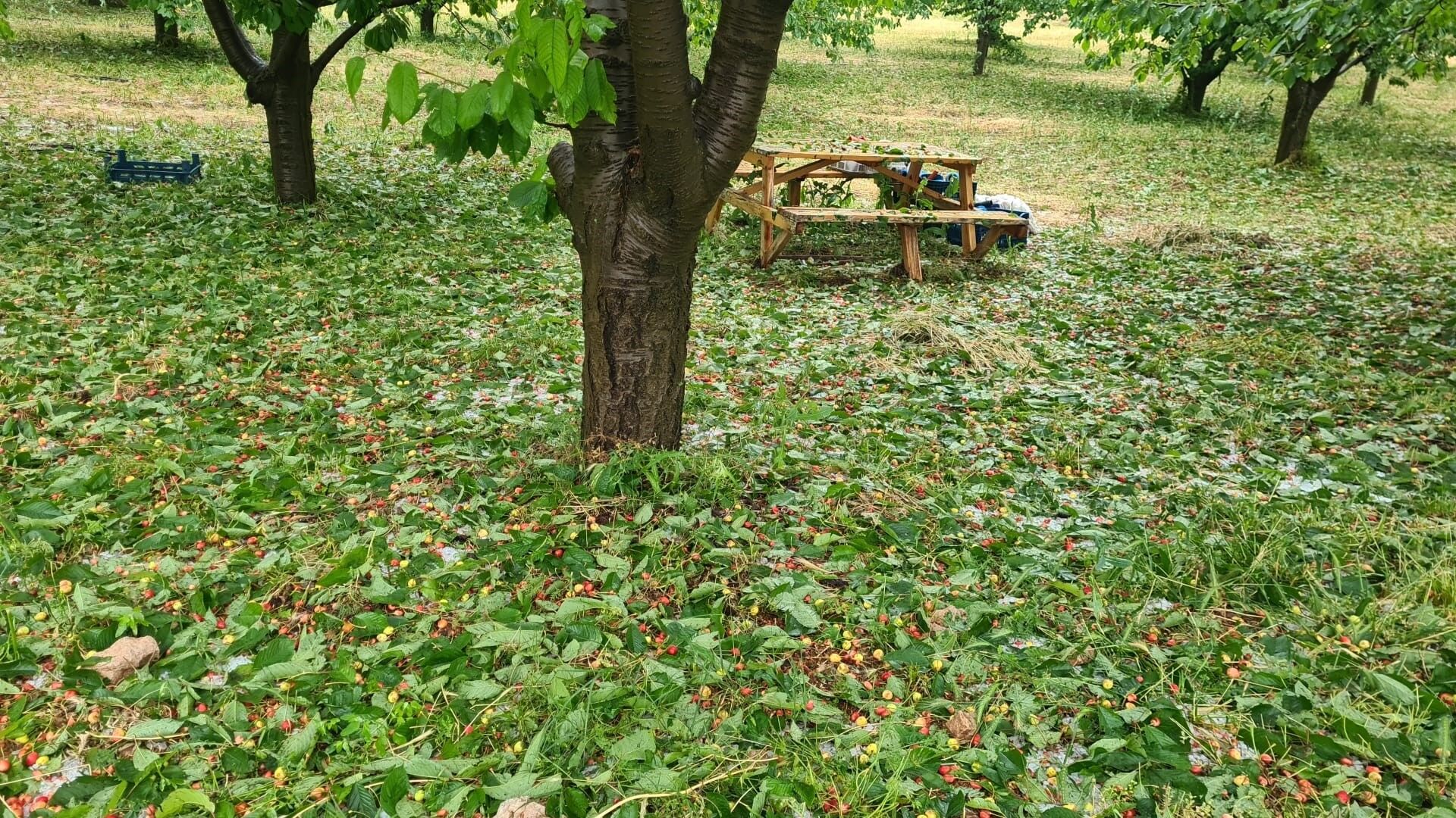 Siddetli Dolu Tarimi Vurdu Ureticinin Aylarca Emegi Gitti (6)