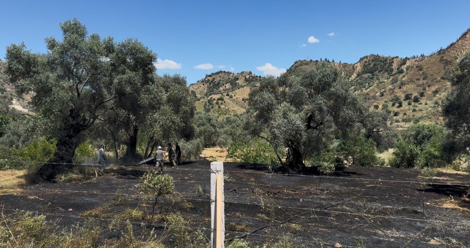 Zeytin Bahcesinde Alevler Yukseldi Yanginin Cikis Nedeni Pes Dedirtti (3)