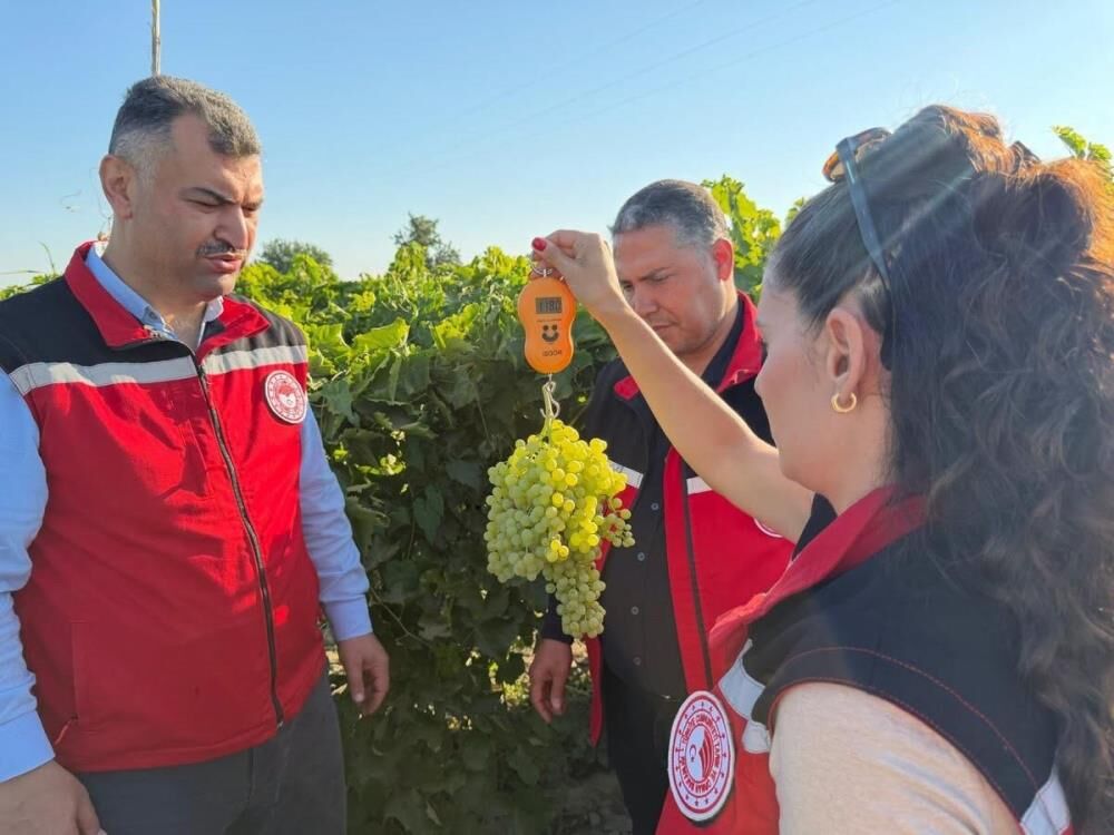 2026 Uzum Rekoltesi Icin Geri Sayim Manisa Baglarinda Son Durum (4)
