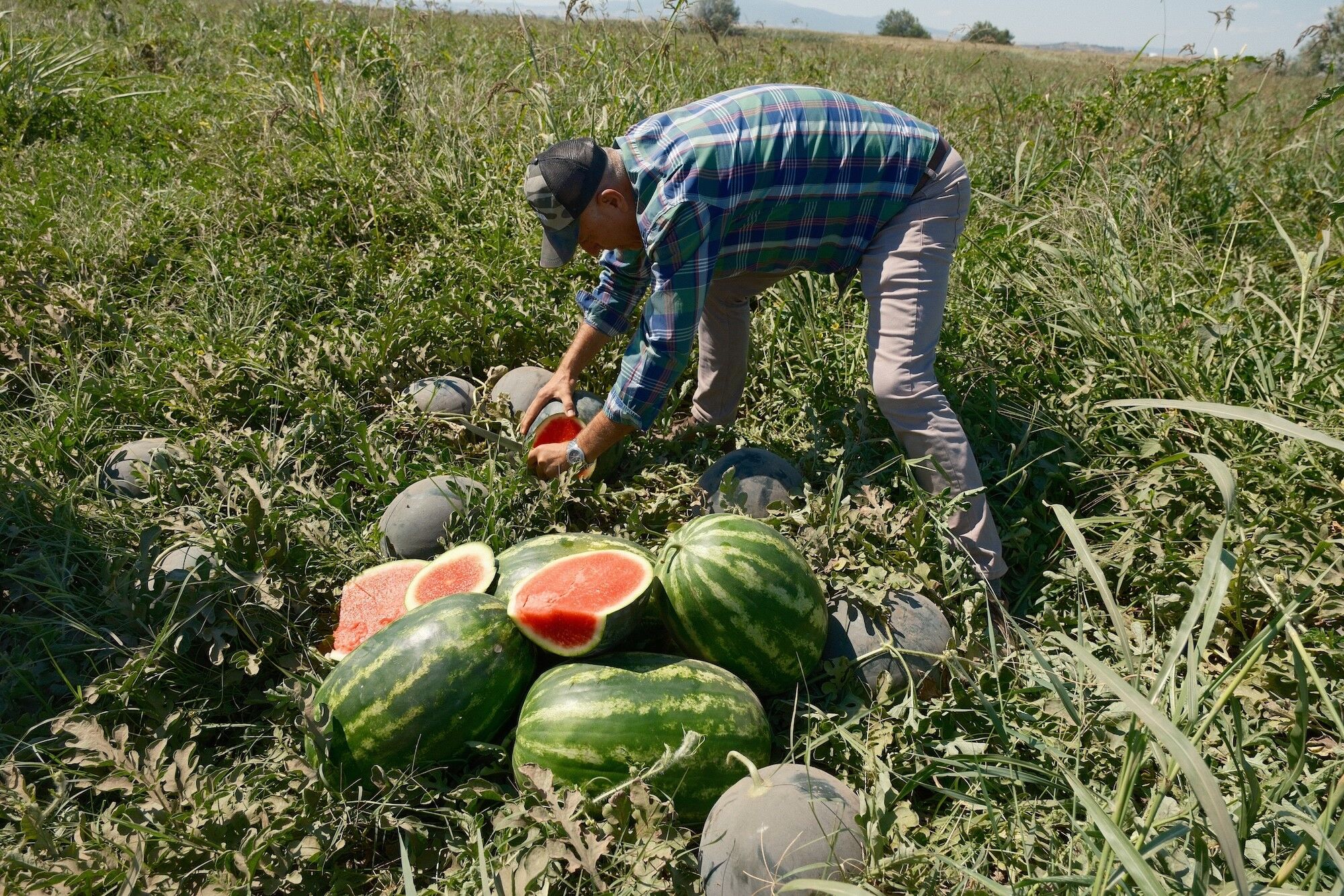 500 Dönümde Üretti, 3 Bin 500 Ton Karpuz Tarlada Çürüdü! (5)
