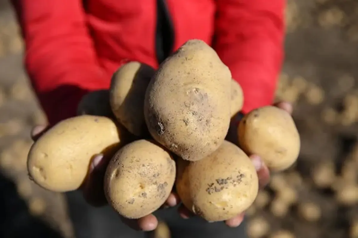 75 Tlyi Goren Soganin Ardindan Yeni Zam Sinyali Sirada Patates Var (3)