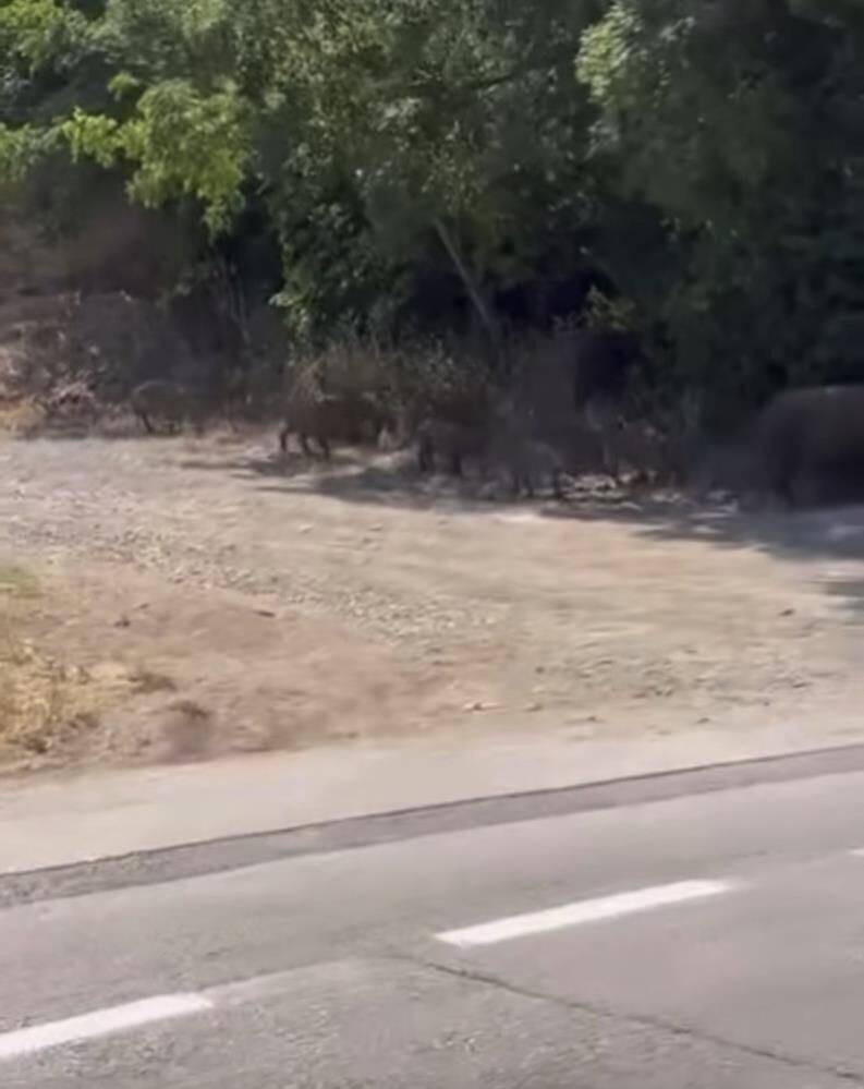 Ac Kalan Domuzlar Mahalle Aralarina Indi O Anlar Kameraya Boyle Yansidi (2)