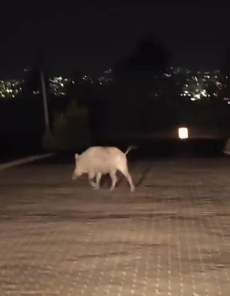 Ac Kalan Domuzlar Mahalle Aralarina Indi O Anlar Kameraya Boyle Yansidi (3)